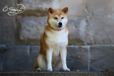 Étalon Shiba - CH. J'katsumi no misaki go Kami No Uma