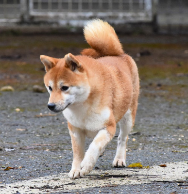 Étalon Shiba - Tamiki De La Folle Emprise