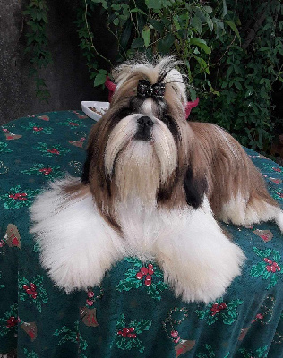 Étalon Shih Tzu - Timberley di a Stella Turchina