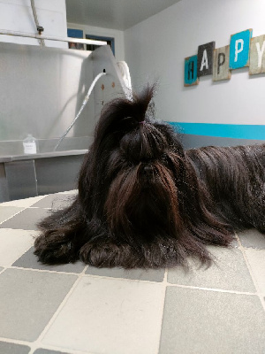 Étalon Shih Tzu - Tzu d imperial khan shing