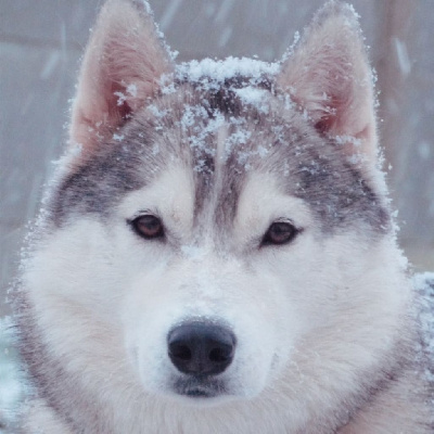 Étalon Siberian Husky - Tynda Of Kolyma Wolves