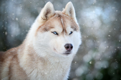 Étalon Siberian Husky - Remember from past Dream Of Ice