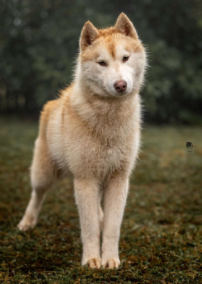Étalon Siberian Husky - Thunderstorm Whisper Unexplored northern trails