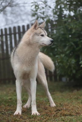 Étalon Siberian Husky - Brego's free spirit on the wind anana amarok