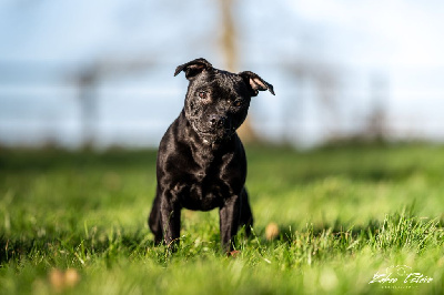 Étalon Staffordshire Bull Terrier - Underestimated shining doll des Espoirs de Wallieux