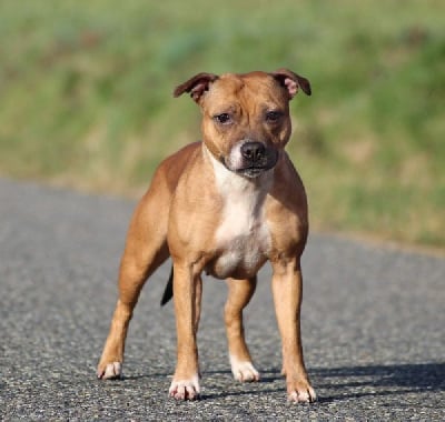 Étalon Staffordshire Bull Terrier - Lalie's Niños The heaven's angel