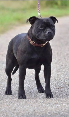 Étalon Staffordshire Bull Terrier - Poésie D'elle De La Crique