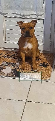 Étalon Staffordshire Bull Terrier - Shelsea De Marolles