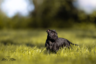 Étalon Staffordshire Bull Terrier - Ursula shipton des Espoirs de Wallieux