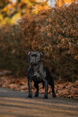 Étalon Staffordshire Bull Terrier - Tiny sweet girl The Best Of Stafford