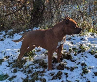 Étalon Staffordshire Bull Terrier - CH. Wenilek's Rush junior