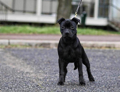 Étalon Staffordshire Bull Terrier - Uptown lovely girl Of Staffie Of Your Dreams