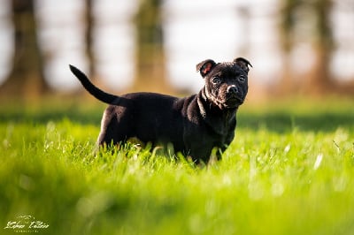 Étalon Staffordshire Bull Terrier - Uskglass the raven king des Espoirs de Wallieux