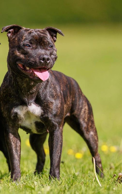 Étalon Staffordshire Bull Terrier - Wenilek's Sansa stark