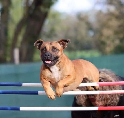 Étalon Staffordshire Bull Terrier - Everybody's Got Rambha dite razmotte