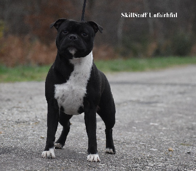 Étalon Staffordshire Bull Terrier - Skillstaff Unfaithful