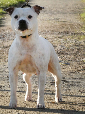 Étalon Staffordshire Bull Terrier - Opale (Sans Affixe)