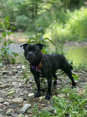 Étalon Staffordshire Bull Terrier - Staffgold Into the woods