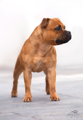 Étalon Staffordshire Bull Terrier - brittstaff French connection