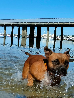 Étalon Staffordshire Bull Terrier - Summer love De Rockstar Dog