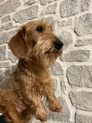 Étalon Teckel poil dur - Soeur clotilde De l'abbaye sainte marie