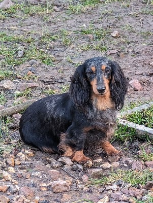 Étalon Teckel poil long - Phocea de de la légende des elfes