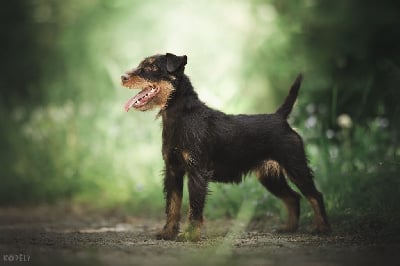Étalon Terrier de chasse allemand - CH. Njut De Pech & Catmalou