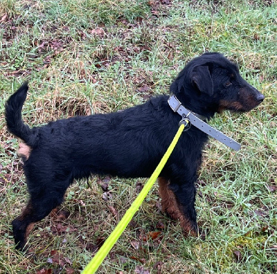 Étalon Terrier de chasse allemand - Timoko De La Dernière Harde De Sologne