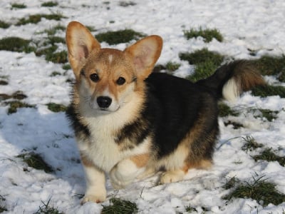 Étalon Welsh Corgi Pembroke - Utopie du clos d'Arlequin