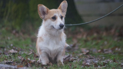 Étalon Welsh Corgi Pembroke - Skype Des Terres De Beaulieu