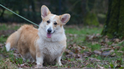 Étalon Welsh Corgi Pembroke - Upss Des Terres De Beaulieu