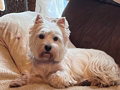 Étalon West Highland White Terrier - Scarlett du chalet de candresse
