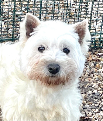 Étalon West Highland White Terrier - Oupi du Clos de la Monnerie