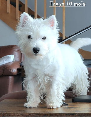 Étalon West Highland White Terrier - Toxyn the twister des Olipins