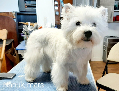 Étalon West Highland White Terrier - darinielle Nanuk