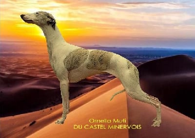 Étalon Whippet - Ornella muti du castel minervois