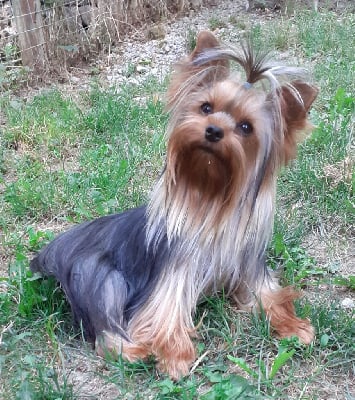 Étalon Yorkshire Terrier - Savane de la légende des trolls