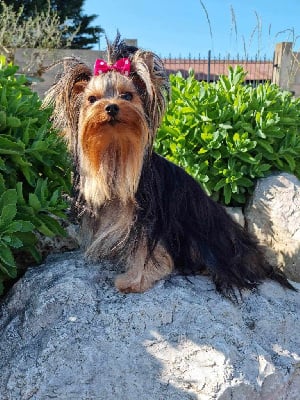 Étalon Yorkshire Terrier - Top girl Du Mont Chauve