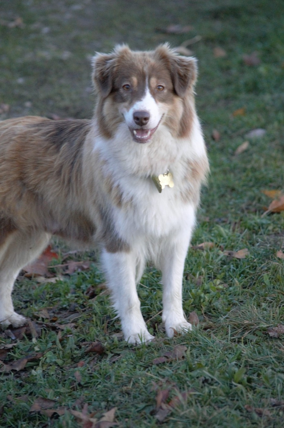 Publication : L’Opalyne Des Pierres Précieuses Auteur : moi