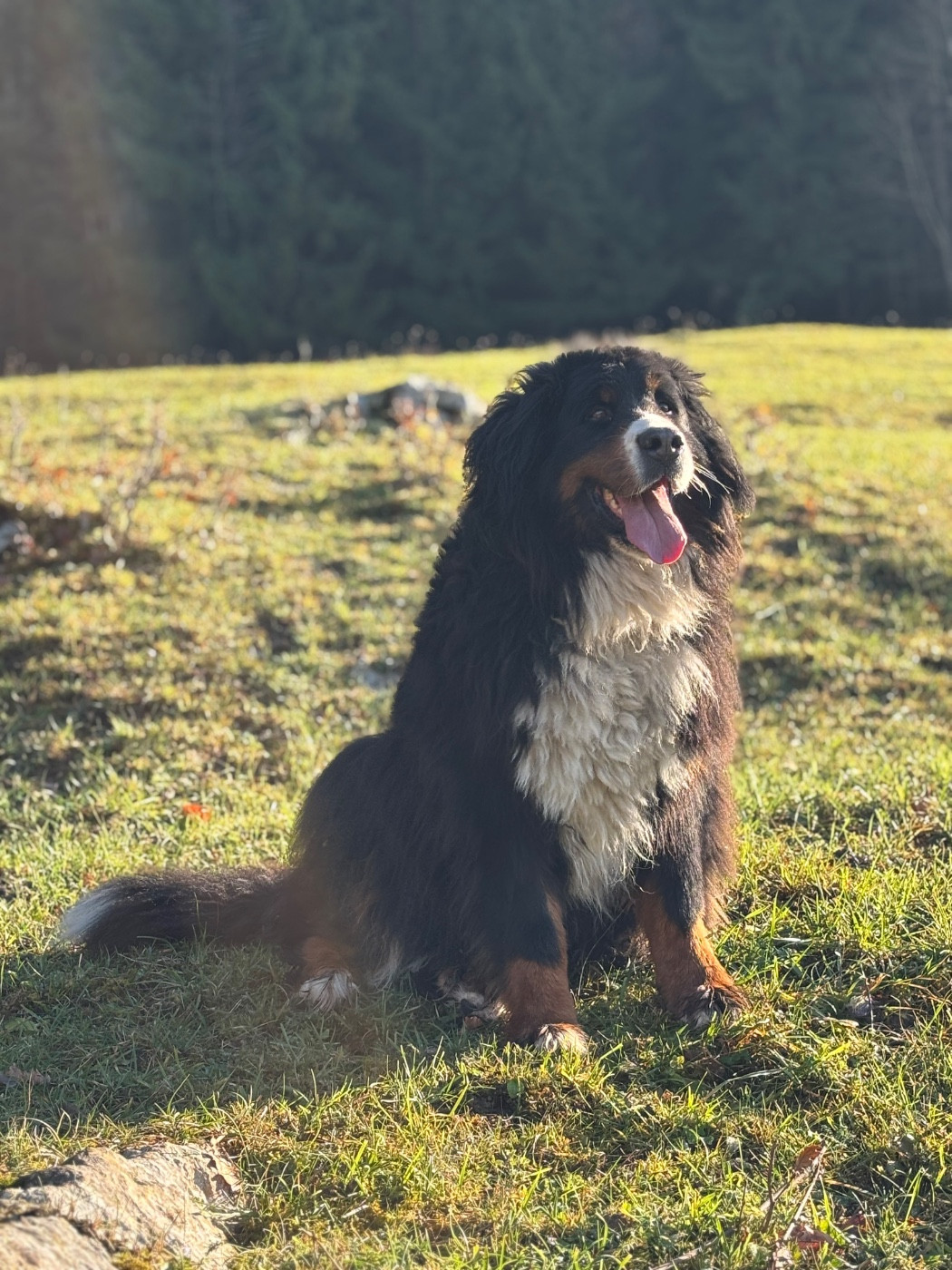 Publication : Des Etoiles Du Vercors