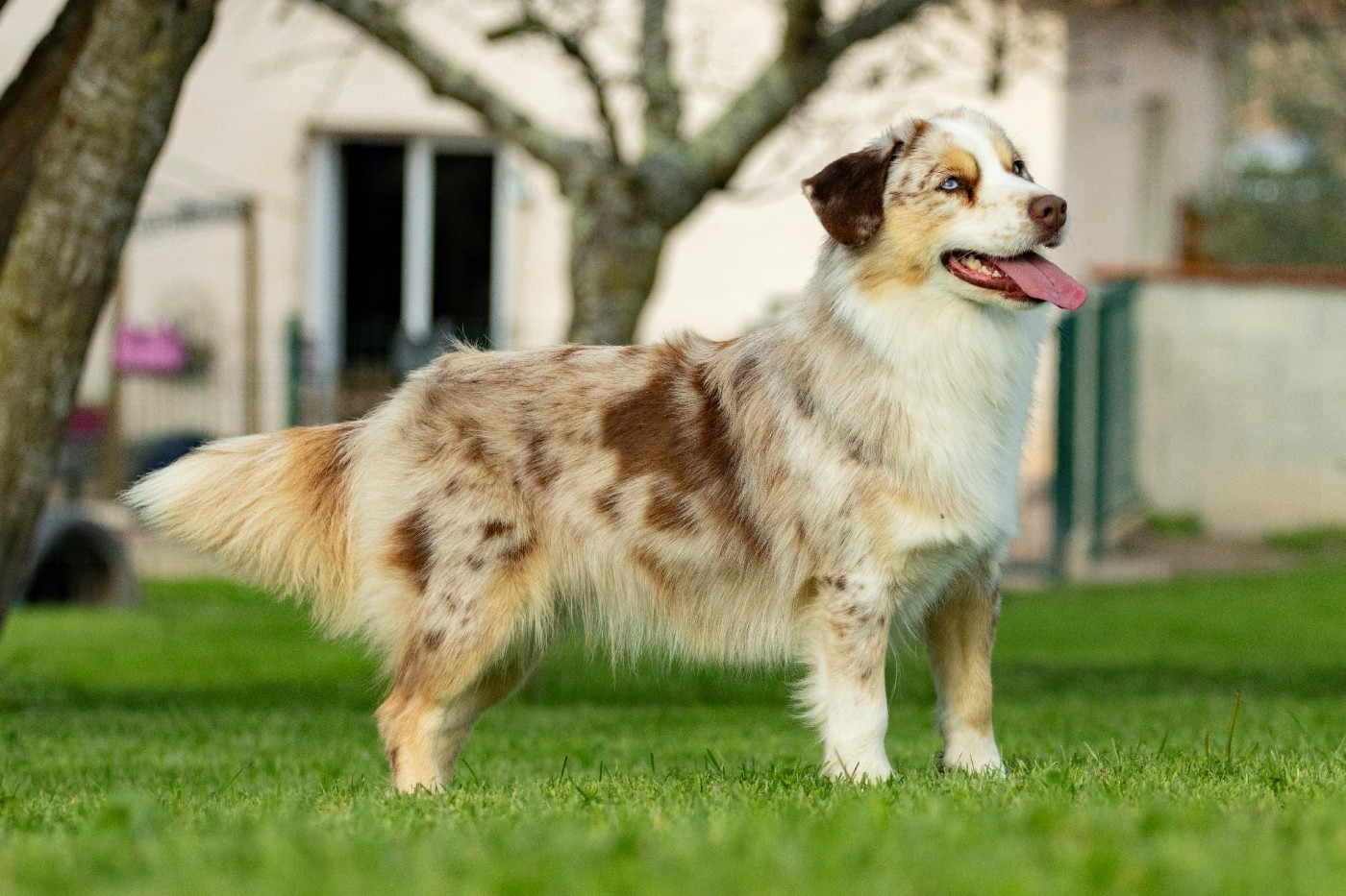 Publication : Blue witch