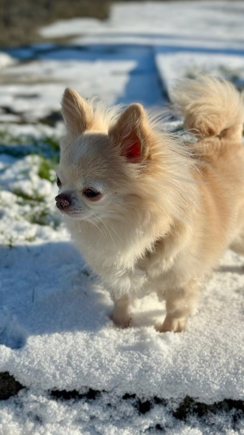 CH. elin land Feeria orchid