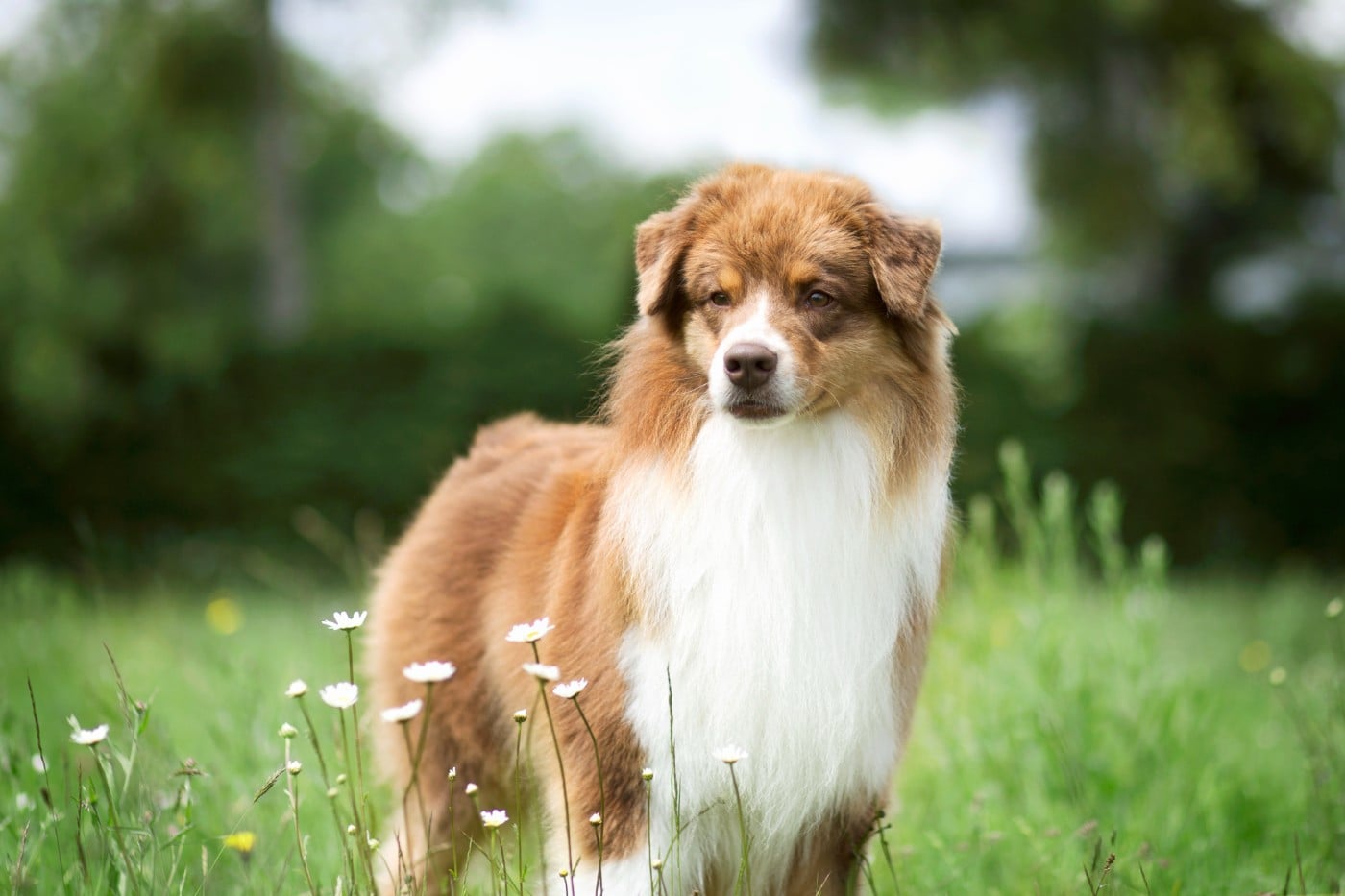 CH. cau fosca Brighter than bright