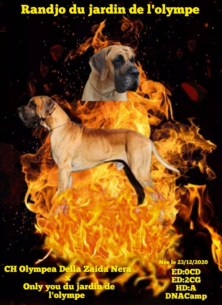 Publication : Du Jardin Des Dragons