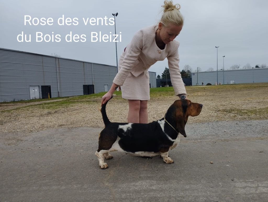 Publication : Du Bois Des Bleizi 