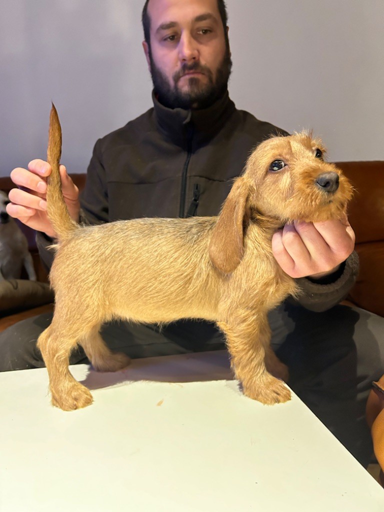 Publication : De La Terrible Menée 