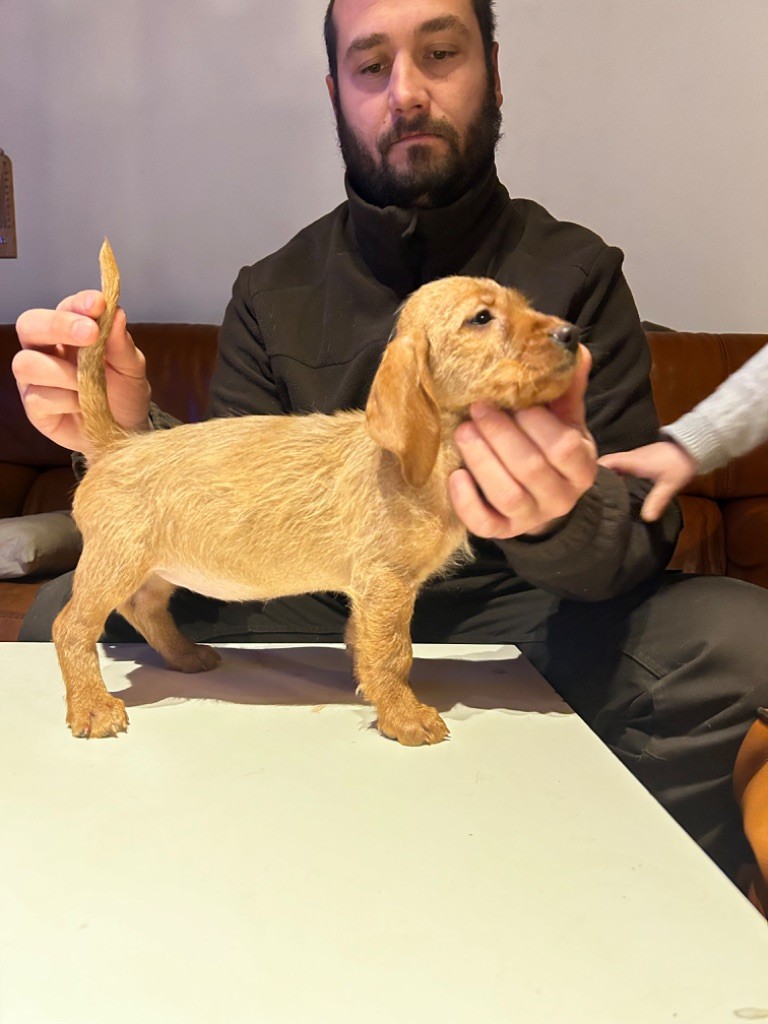 Publication : De La Terrible Menée 