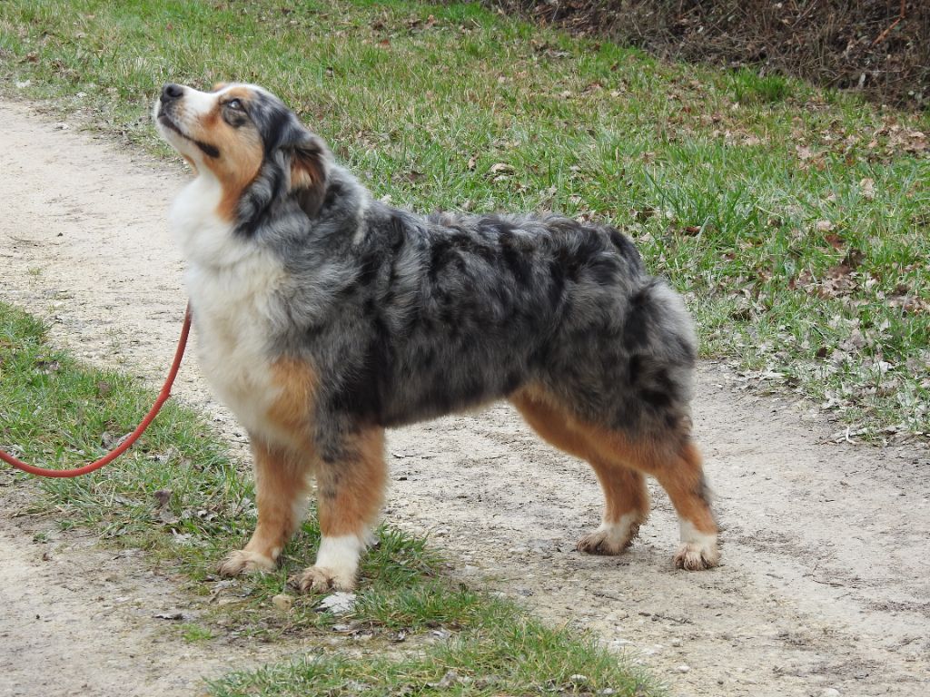 Publication : Du Sapin Vert