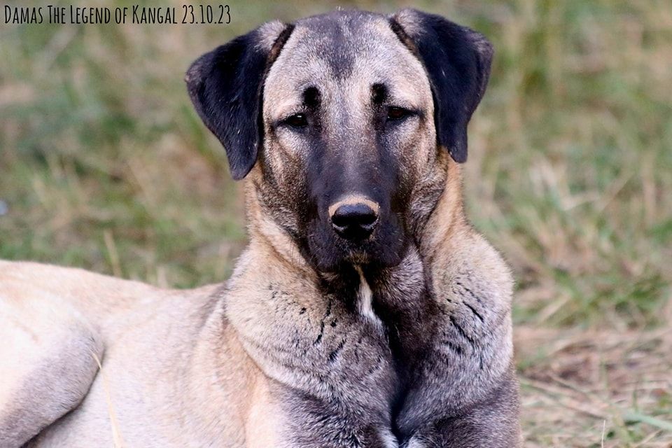 Publication : The Legend Of Kangal