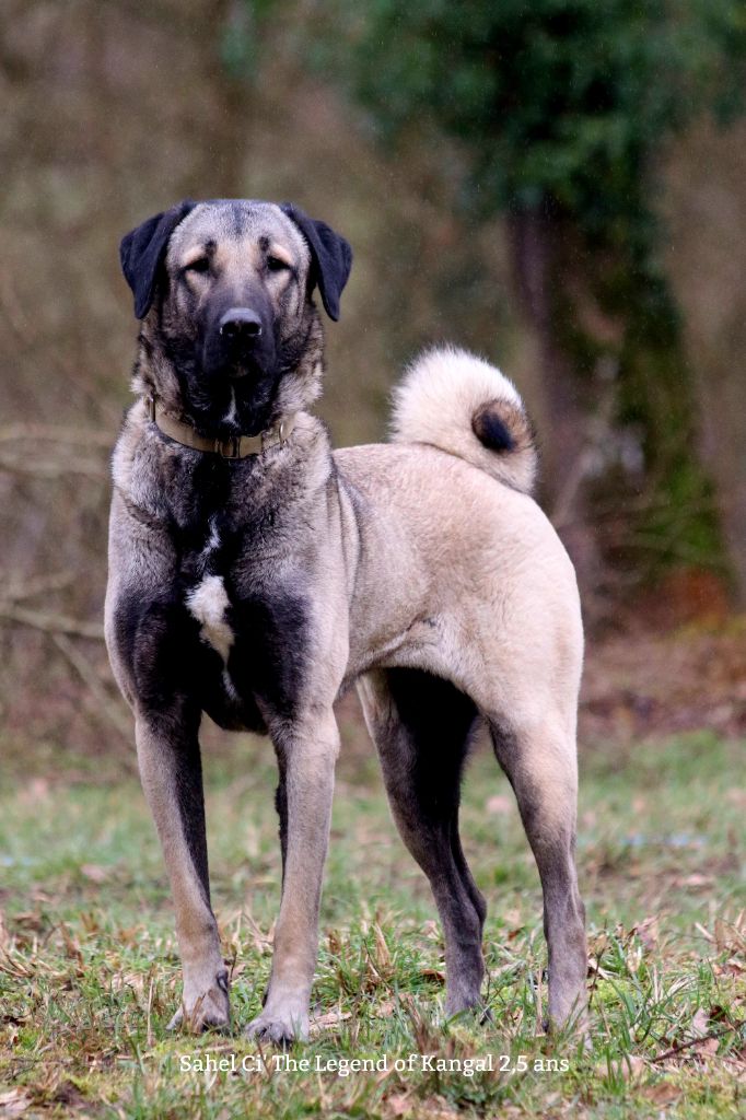 Publication : The Legend Of Kangal